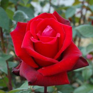 Flower wallpaper red rose