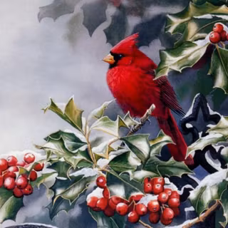 Cardinal bird wallpaper