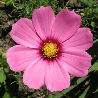 Pictures of pink flowers