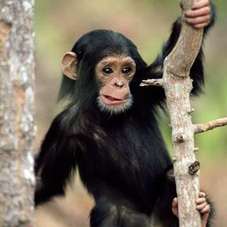 Cute monkey wallpaper