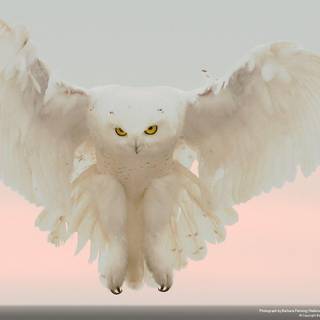 Snowy owl wallpaper