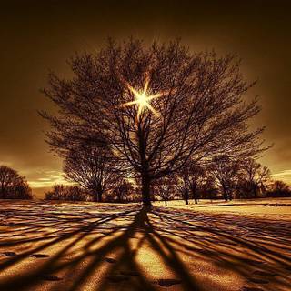 Cool tree backgrounds