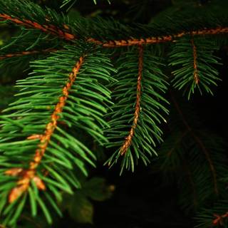 HD desktop backgrounds for Mac