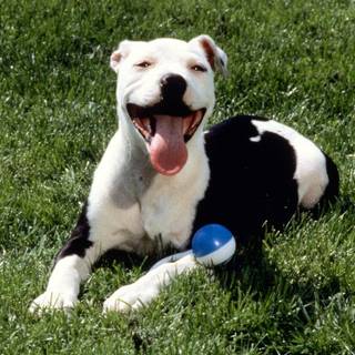 American pitbull wallpaper