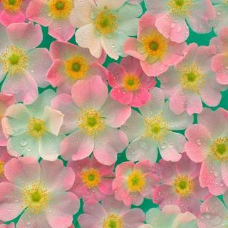 Pictures of flower backgrounds