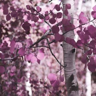 Purple tree wallpaper