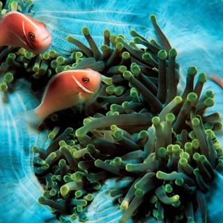 Tropical fish backgrounds