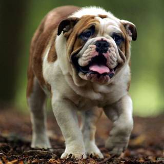 Cool dog backgrounds