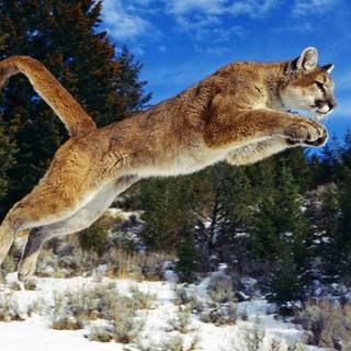 Cool backgrounds of animals