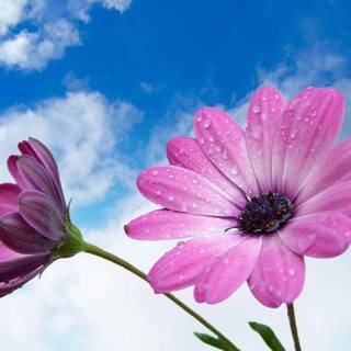 Flowers pictures wallpaper