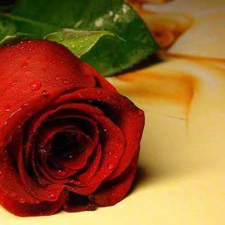 Wallpapers roses flowers