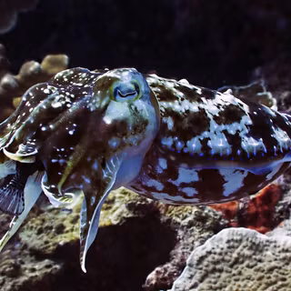 Cuttlefish wallpaper