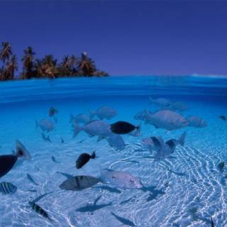 Free microsoft desktop wallpaper