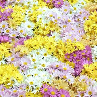 Flower field wallpaper