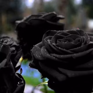 Black roses wallpaper