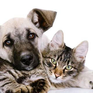 Cat and dog wallpaper
