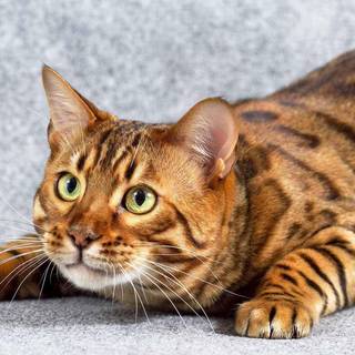 Bengal cat wallpaper