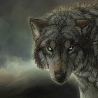 Wolf wallpaper 1920x1080