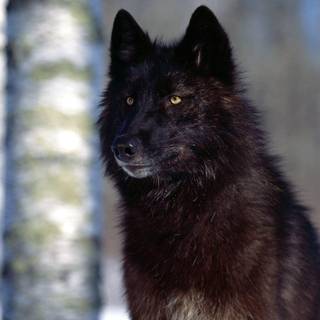 Black wolf pictures