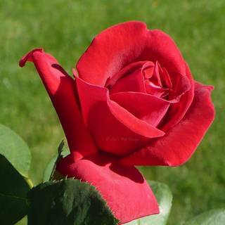 Red rose.com