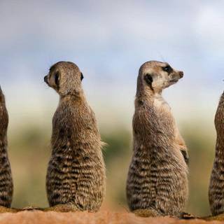 Meerkat wallpaper