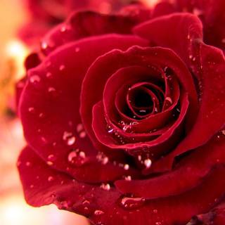 Pic of rose flower