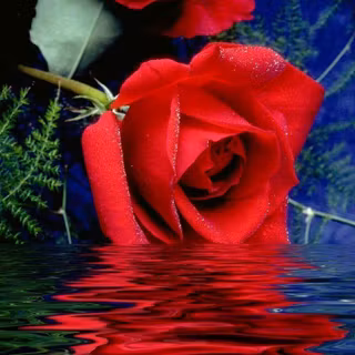 Beautiful rose wallpaper
