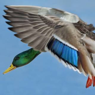 Mallard wallpaper