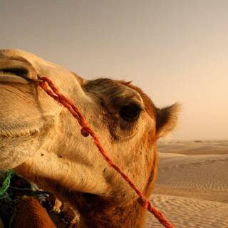 Camel wallpaper