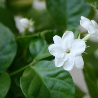 Jasmine flower wallpaper
