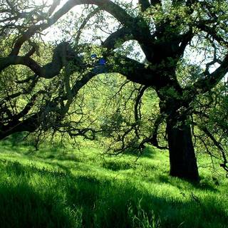 Oak tree wallpaper