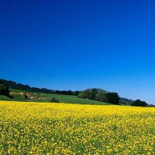 Flower field wallpaper