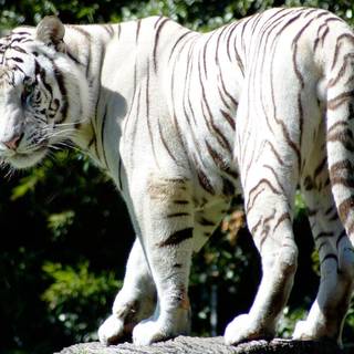 Free white tiger pictures