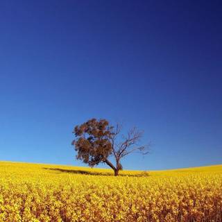 Computer wallpaper sites