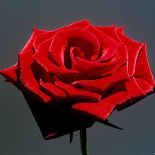 Red rose flowers pictures gallery