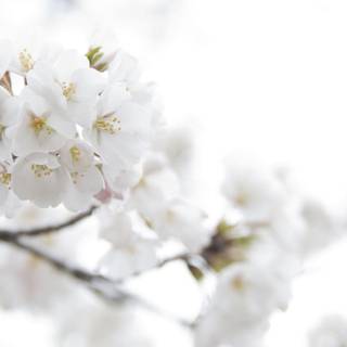 White flower wallpaper