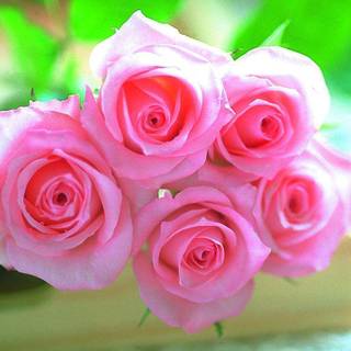 Download beautiful pictures of roses