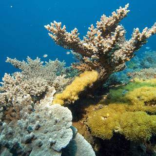 Coral reef wallpaper