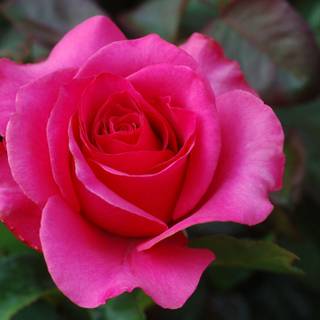 Rose images