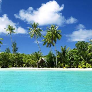 Palm tree desktop wallpaper