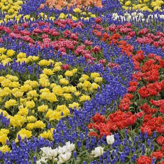 Nature pictures flowers