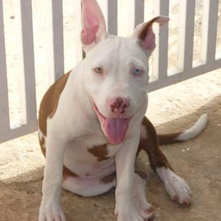 Red nose pitbull wallpaper