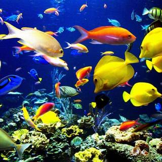 Marine life wallpaper