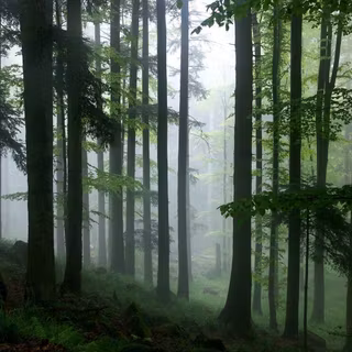 Tropical rainforest wallpaper