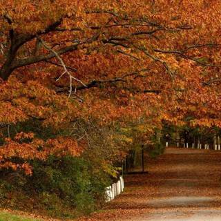 Fall scene wallpaper