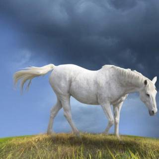 Horse background images