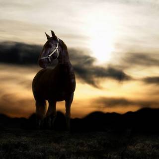 Horse desktop backgrounds