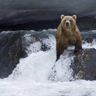 Brown bear wallpaper