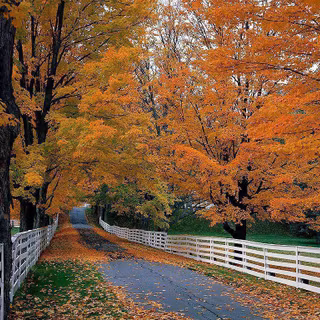 Fall computer background