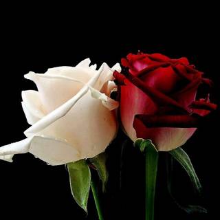 Rose wallpaper for desktop